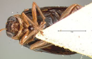 Media type: image; Entomology 18438   Aspect: habitus ventral view